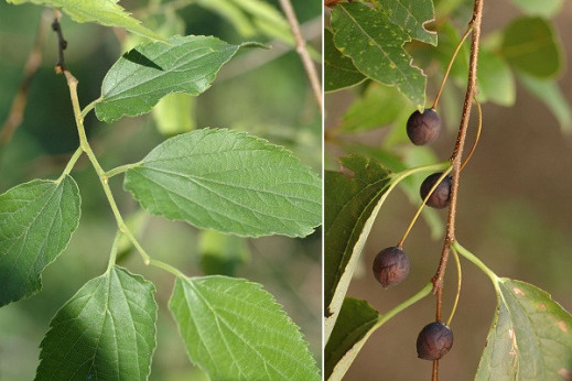 Celtis australis (Micoucoulier de provence)