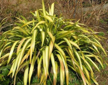 Phormium cookianum 'Yellow Wave'