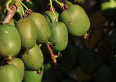 Actinidia arguta 'Lucy' / Kiwaï / femelle