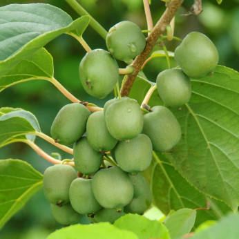 Actinidia arguta 'Jumbo' / Kiwaï / femelle