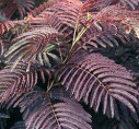 Albizia 'Summer chocolate'