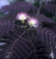 Albizia 'Summer chocolate'