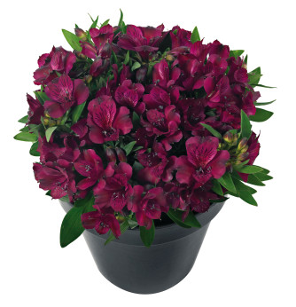 alstroemeria inticancha 'doba rouge' / Lis des Incas