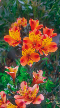 Alstroemeria garden indian summer bicolore