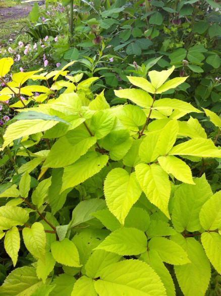 Aralia cordata 'Sun king'