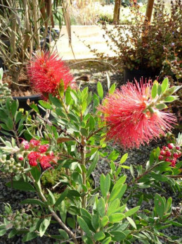 Callistemon 'Laevis' / Rince bouteille