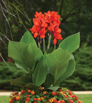 Canna Cannova scarlet