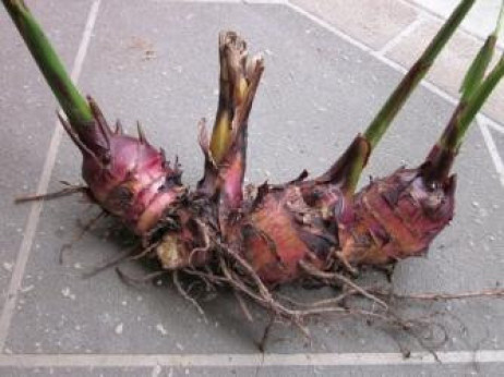 Canna comestible, canna edulis