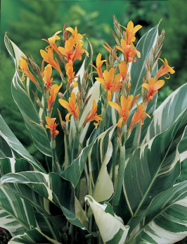 Canna 'Stuttgart'