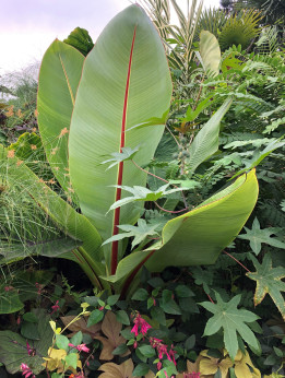 Ensete ventricosum* / Bananier