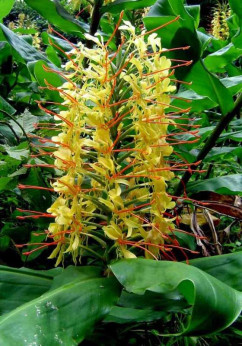 Hedychium gardnerianum (jaune)