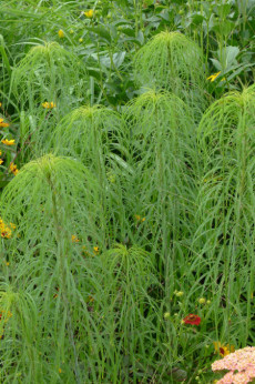 Helianthus Salicifolius