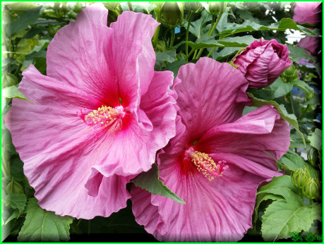 Hibiscus moscheutos 'fantasia'