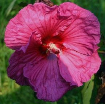 Hibiscus x moscheutos 'Plum crazy'