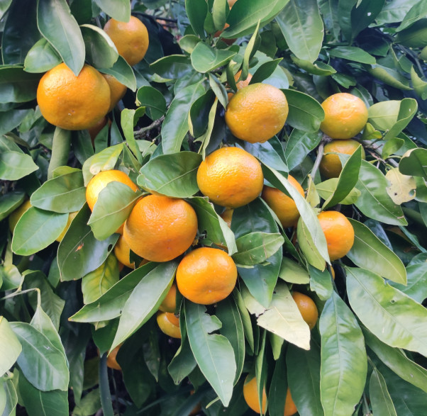 Citrus x unshiu bella/ Mandarinier satsuma