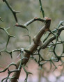 Poncirus / Citrus Trifoliata