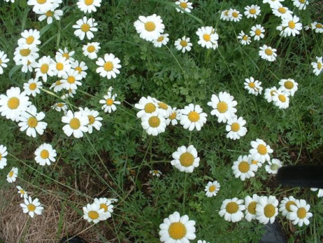 Tanacetum cinerariifolium / Pyrethre de Dalmatie