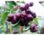 Sorbus 'Burka' / Sorbier à gros fruits