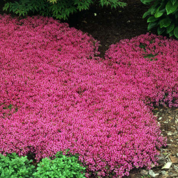 Thymus praecox / Thym rampant (précoce)