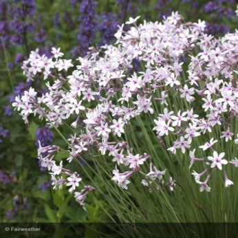 Tulbaghia purple eye