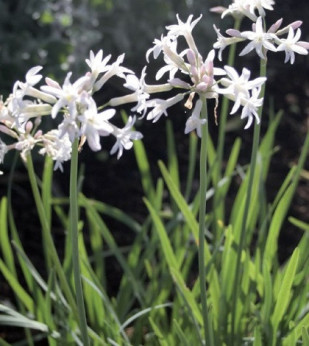 Tulbaghia alba / Ail de l'Himalaya blanche