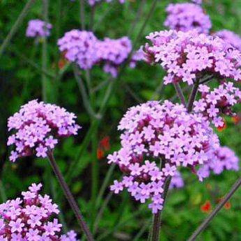 Verbena bonariensis 'Lollipop' / Verveine de Buenos Aires