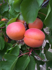 Prunus armeniaca 'Rouge du roussillon' / Abricotier