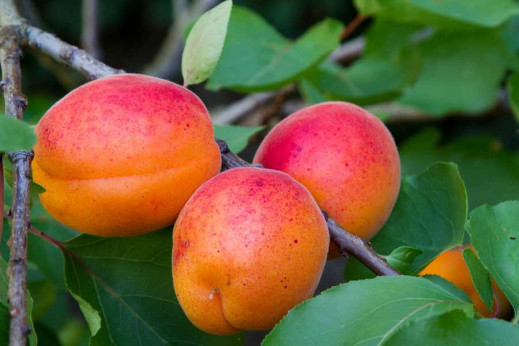 Prunus armeniaca 'Précoce de Saumur' / Abricotier