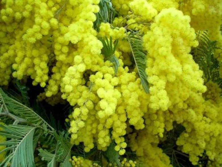 Acacia dealbata Noirmoutier/ Mimosa d'hiver