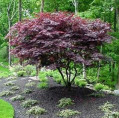 Acer palmatum 'Atropurpureum' / Erable du Japon