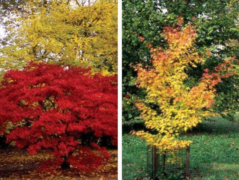 Acer palmatum 'Seiryu' / Erable du Japon