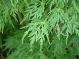 Acer palmatum 'Seiryu' / Erable du Japon