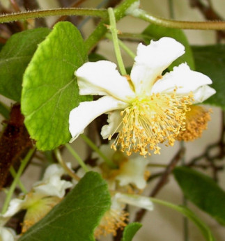 Kiwi jaune Actinidia deliciosa belen (Mâle)