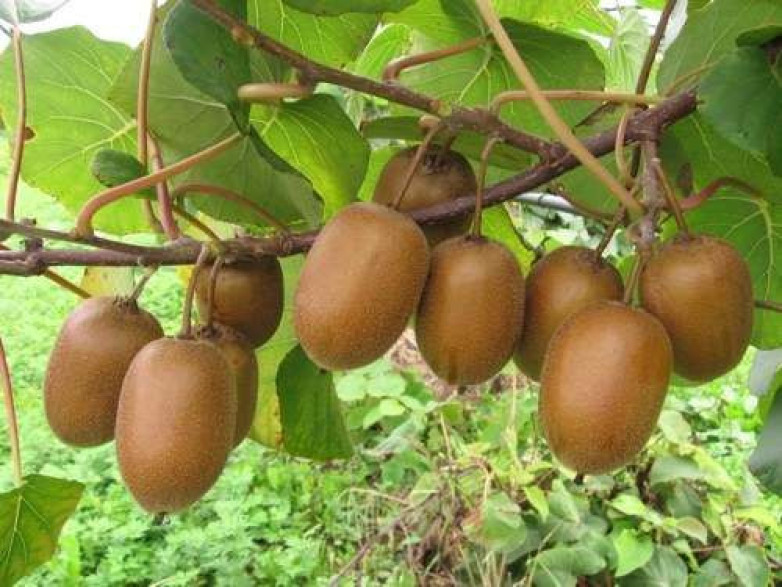 Actinidia chinensis 'Hayward' / Kiwi / femelle