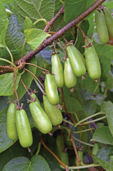 Actinidia kolomikta 'Sentyabrskaya' / Kiwaï / femelle