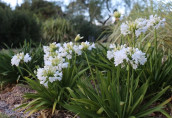 Agapanthe africanus 'Alba' / Agapanthe blanche