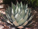 Agave palmeri