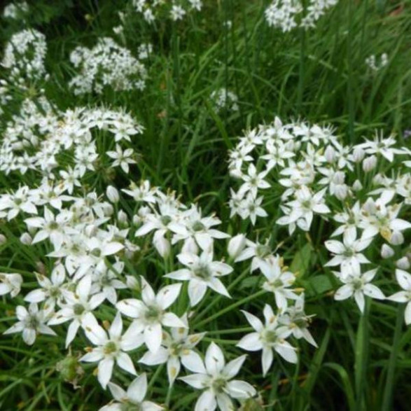 Allium tuberosum / Ciboule de chine