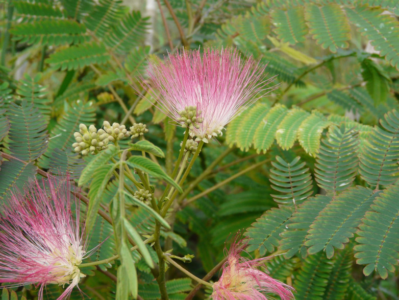 Albizia julibrissin ombrella 'Boubri' / Arbre à soie