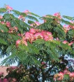 Albizia julibrissin ombrella 'Boubri' / Arbre à soie