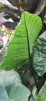 Alocasia 'Black Stem'