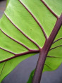 Alocasia 'Black Stem'