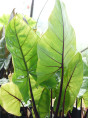 Alocasia 'Black Stem'