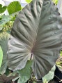 Alocasia 'Metalhead'