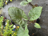 Alocasia 'Metalhead'