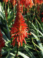 Aloe Arborescens