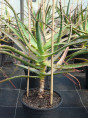 Aloe Arborescens