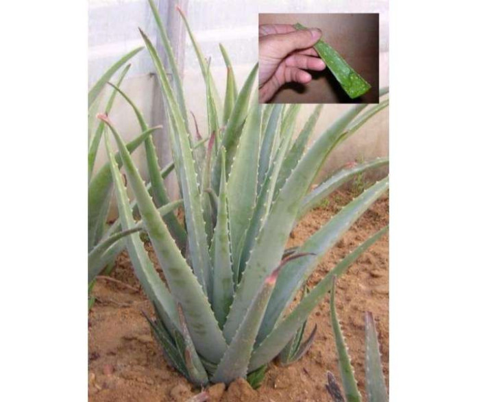 Aloe Vera