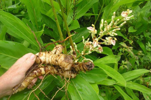 Alpinia galanga Alpinia officinarum