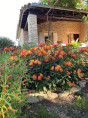 Alstroemeria garden indian summer bicolore